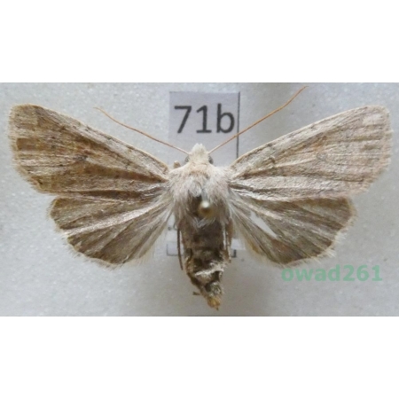 Agrochola laevis (Hübner, 1803) Slovakia71b